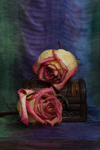 Roses, and vintage box, drops HD phone wallpaper