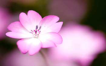 Plants, Flowers, Violet HD wallpaper