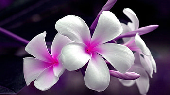 Singapore Plumeria, Plumeria HD wallpaper