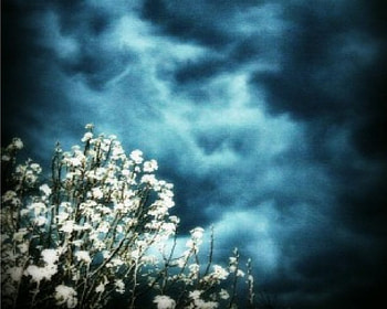 My Blooming Pear Tree Under A Stormy Spring Sky, pear, blooming, sky, spring, stormy, tree HD wallpaper