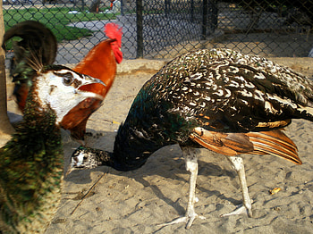 peacock and cock, birds, animals HD wallpaper