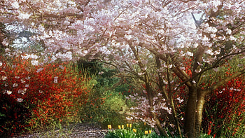 japanese cherry tree in a park, flowers, park, blossom, tree HD wallpaper