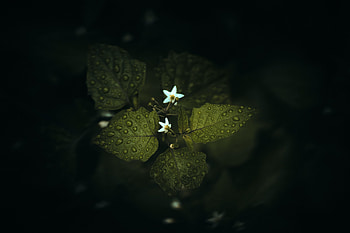 Flowers, Leaves, Drops, Plant HD wallpaper
