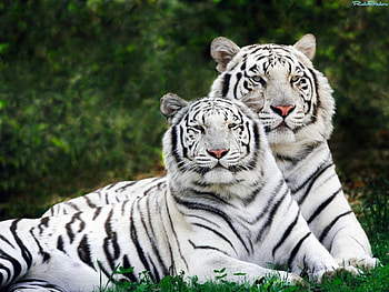 Animals, Tigers HD wallpaper