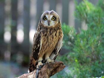 Short Eared Owl, eared, bird, owl, short HD wallpaper