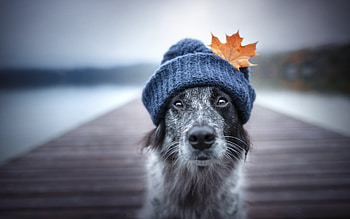 Border Collie, animal, dog, hat HD wallpaper