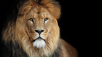African Lion Roaring HD wallpaper