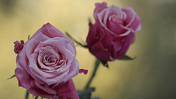 Flowers, Plant, Macro, Rose Flower, Rose, Petals HD wallpaper
