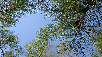 Plants, Pine HD wallpaper