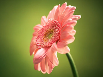 Plants, Flowers HD wallpaper