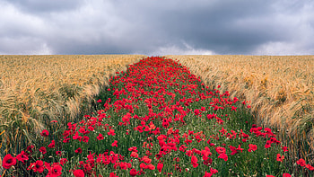 Wheat Red Common Poppy Flowers Field Under White Clouds Sky During Evening Time Flowers HD wallpaper