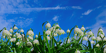 Bloom, blue sky, flowers, snowdrop, spring HD wallpaper