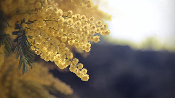 Flowers, Plant, Macro, Branch HD wallpaper