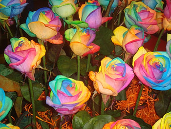 Dream Rainbow Roses, colorful, flowers, roses, rainbow HD wallpaper