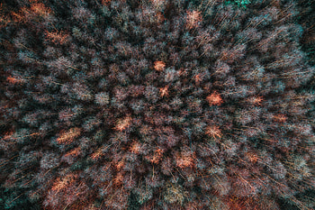 Nature, Trees, View From Above, Top, Forest, Overview, Review, Tops HD wallpaper