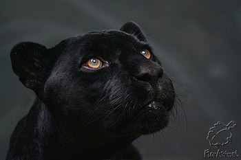 Animals, Panthers HD wallpaper