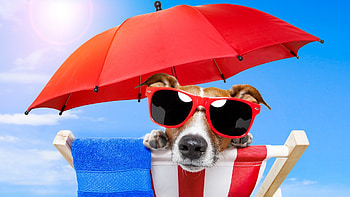 Beach Dog, Vacation, Relax, Umbrella, Dog, Sunglasses, Animals, Funny, Beach chair, Break, Holiday, Sunny, Beach HD wallpaper