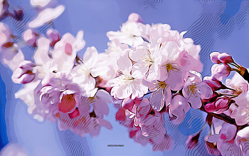 sakura, cherry blossom, , vector art, sakura drawing, creative art, sakura art, vector drawing, abstract flowers, spring flowers HD wallpaper