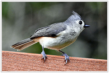 Tufted Titmouse F, animal, bird, graphy, beautiful, avian, wide screen, wildlife, Tufted Titmouse, sonbird HD wallpaper