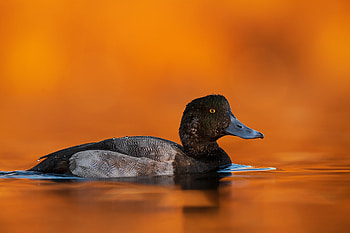 Black and orange background, Duck in pond, Manual resizing, Serene swimming HD wallpaper