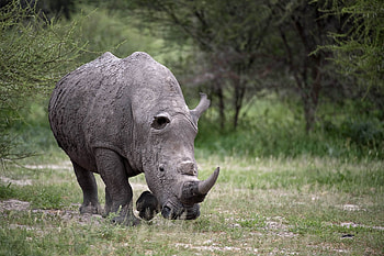 Animals, Grass, Huge, Stroll, Rhinoceros HD wallpaper