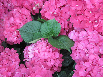 flowers in the mix 82, Hydrangeas, graphy, green, red, Flowers, garden, leaf HD wallpaper