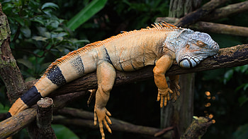 Sleeping, Iguana HD wallpaper