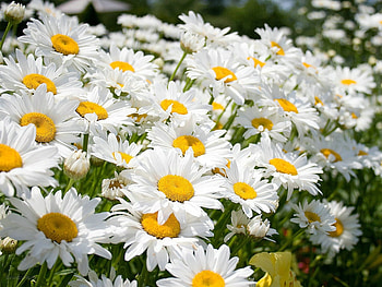 Plants, Flowers HD wallpaper