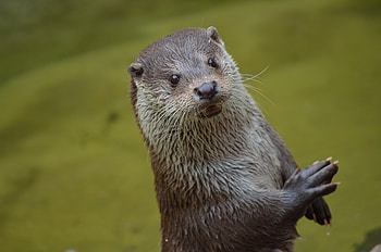 Animals, Sight, Opinion, Beast, Otter HD wallpaper