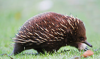 Animals, Grass, Leaves, Thorns, Prickles, Echidna HD wallpaper