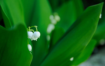 Plants, Flowers, Lily Of The Valley HD wallpaper