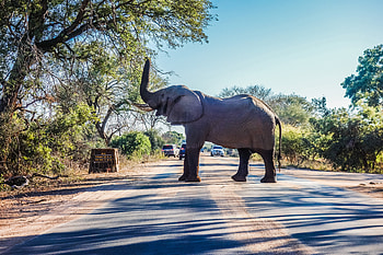 Kruger National Park, Wildlife graphy, African wildlife, Nature's majestic beauty HD wallpaper