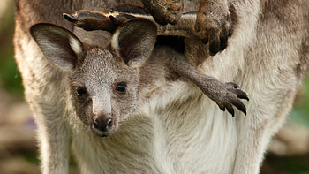 Baby, Kangaroos HD wallpaper