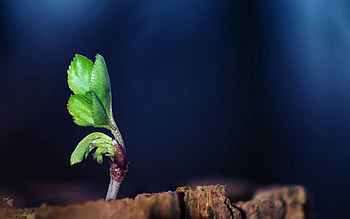 Grass, Leaves, Macro, Sprout HD wallpaper