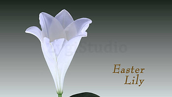 Time-lapse of Opening White Easter Lily. HD wallpaper