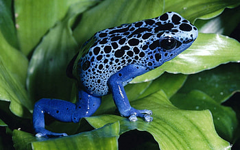 Animals, Grass, Leaves, Unusual, Frog HD wallpaper