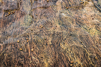 Shells, Snails, Texture, Textures, Stone HD wallpaper