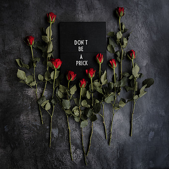 Flowers, Roses, Words, Inscription, Nameplate, Plate, Motivation HD phone wallpaper