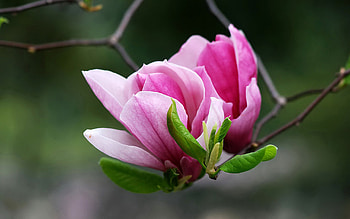 Vibrant magnolias, Delicate petals, Fresh blooms, Natural wonder HD wallpaper