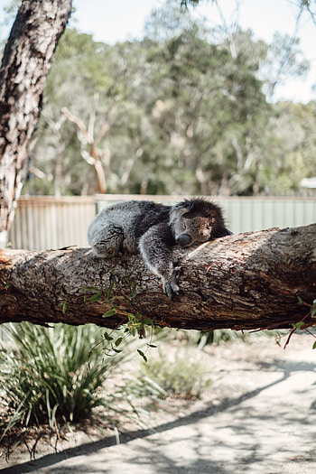 Animals, Wood, Tree, Animal, Koala, Sleeps, Asleep HD phone wallpaper