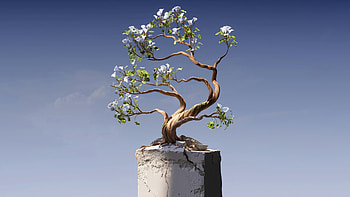 Bonsai Tree, bonsai, tree, cgi, artist, artwork, digital-art HD wallpaper