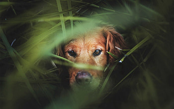 Animals, Grass, Dog, Muzzle, Hunting, Hunt HD wallpaper