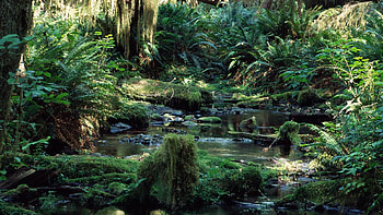 Tropical rainforest, , Lush vegetation, Biodiversity hotspot HD wallpaper
