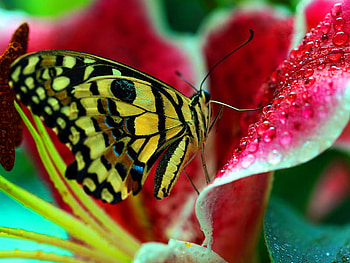 Floral theme, animal, butterfly, theme, flower, floral, beautiful HD wallpaper