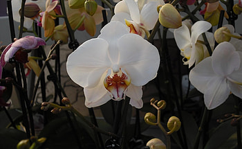 Flowers, Branches, Orchids, Exotic, Exotics HD wallpaper