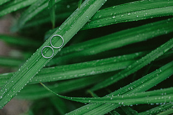 Grass, Rings, Drops, Macro HD wallpaper