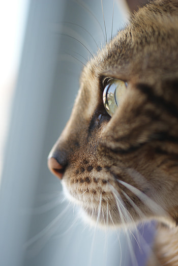 Bengal cat, eye, head, sweet, cute HD phone wallpaper