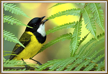 PRETTY BIRD, PRETTY, NATURE, , BIRD HD wallpaper