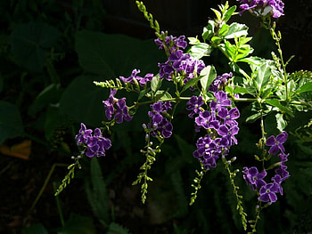 Purple flowers, purple, flowers HD wallpaper