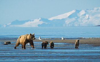 Animals, Water, Mountains, Snow, Bears HD wallpaper